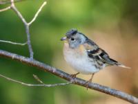 Bergfink Männchen im Winterkleid